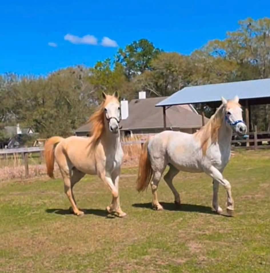 Two light-colored horses walking together in a sunny pasture.