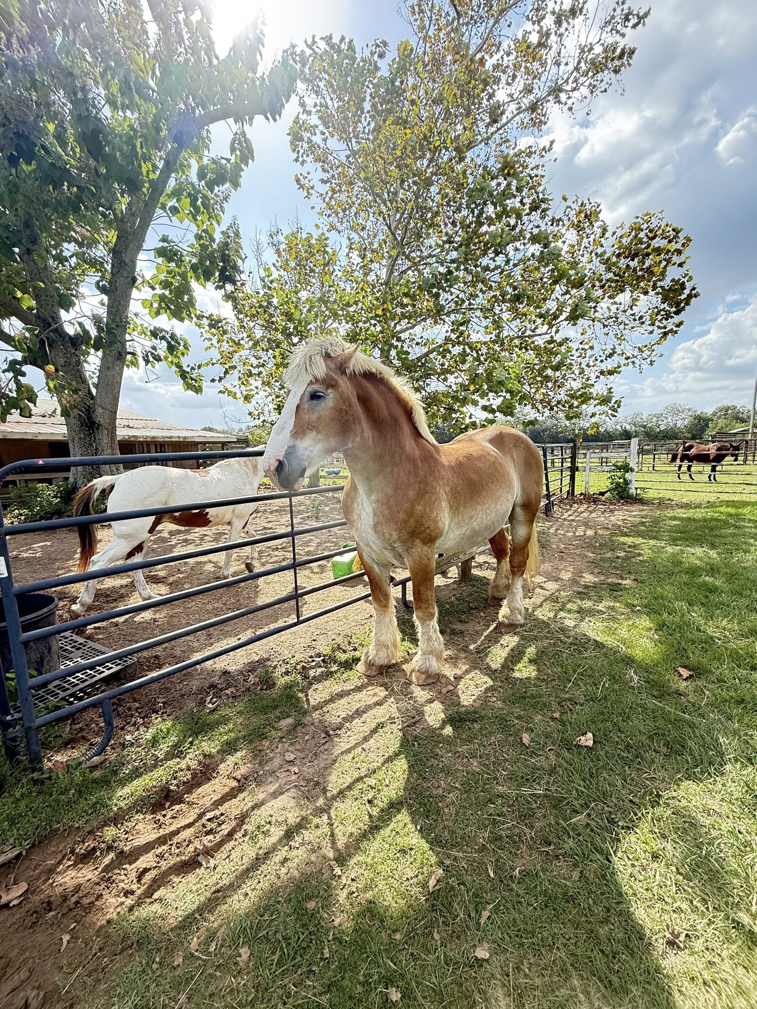 Trojan standing near a pasture fence on a sunny day.