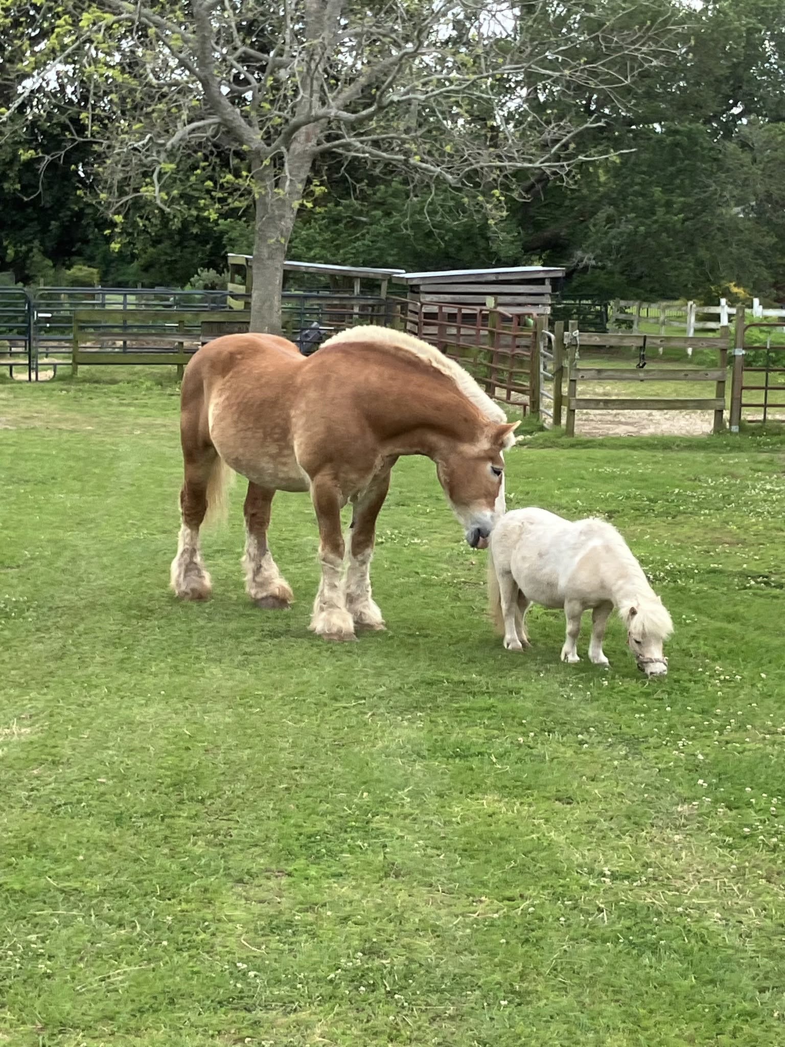 Trojan standing beside a miniature horse.